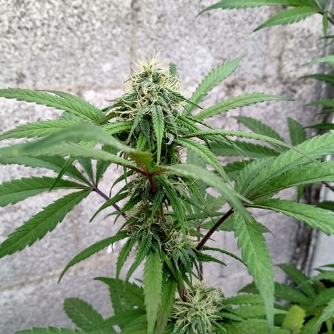 MK 1 growlog timeline photo