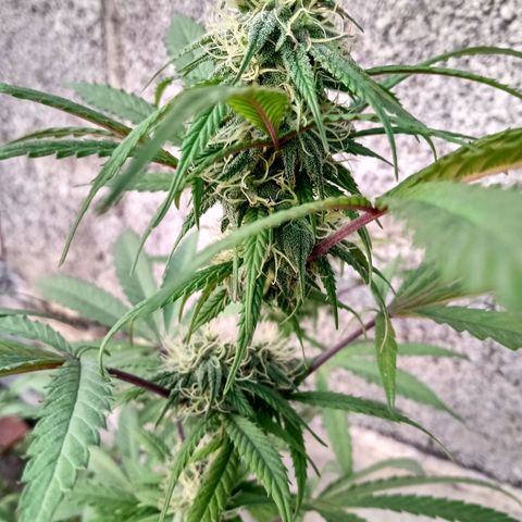 MK 1 growlog timeline photo