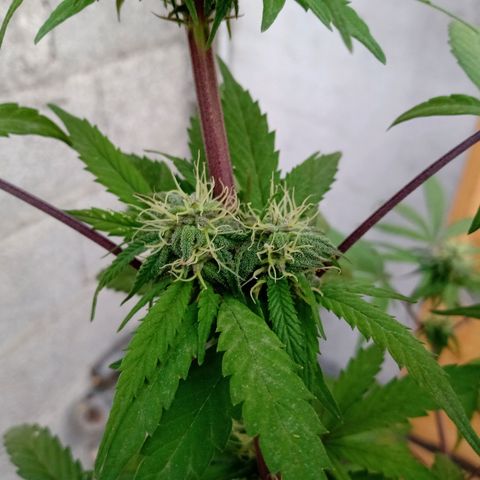 MK 1 growlog timeline photo