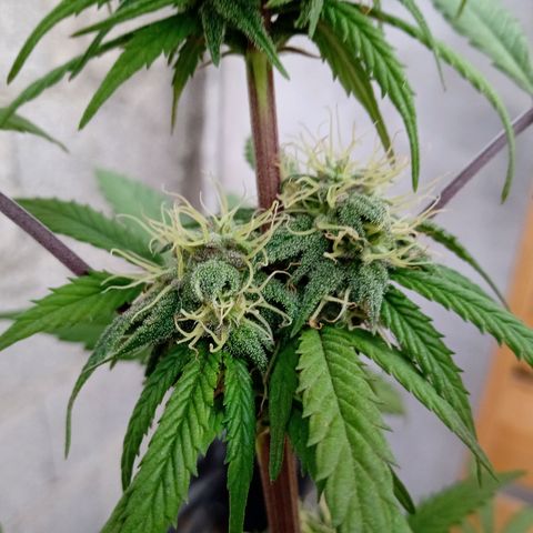 MK 1 growlog timeline photo