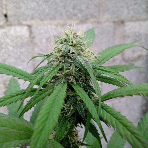 MK 1 growlog timeline photo