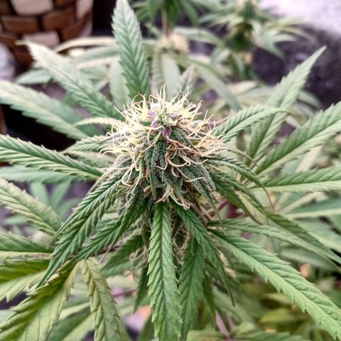 MK 1 growlog timeline photo