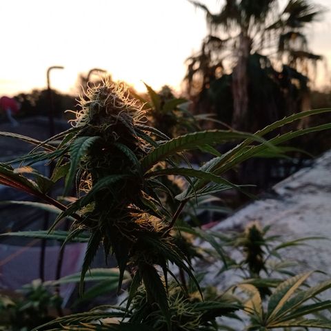 MK 1 growlog timeline photo