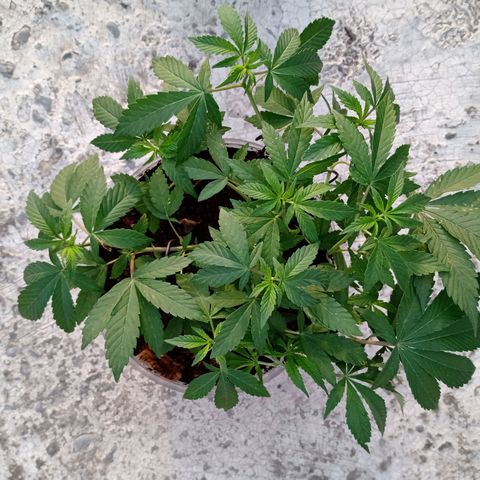 PYK  growlog timeline photo