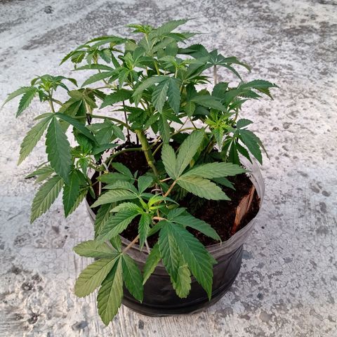 PYK  growlog timeline photo