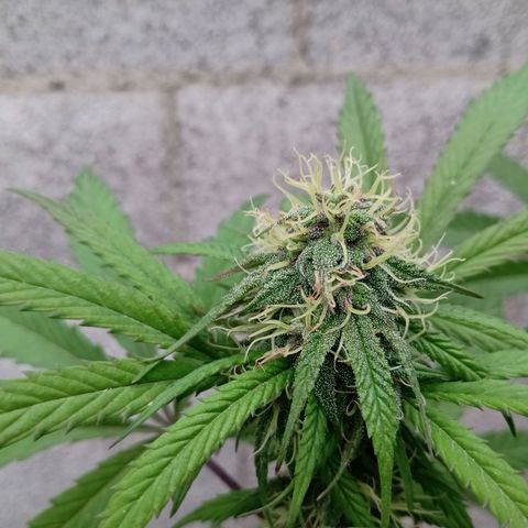 MK 1 growlog timeline photo