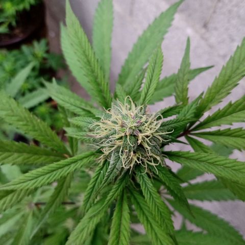 MK 1 growlog timeline photo