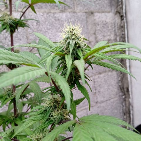 MK 1 growlog timeline photo