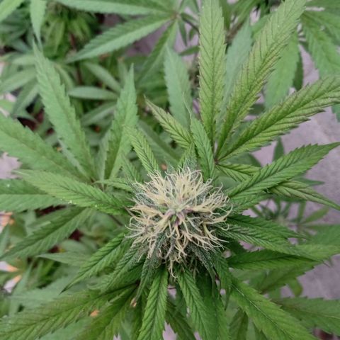 MK 1 growlog timeline photo