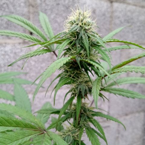 MK 1 growlog timeline photo