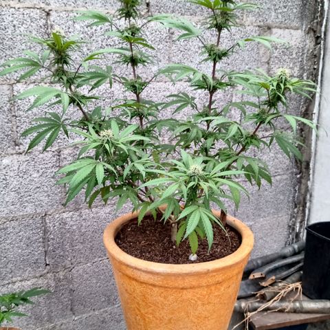 MK 1 growlog timeline photo