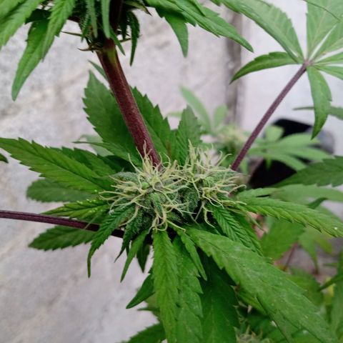 MK 1 growlog timeline photo