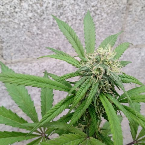 MK 1 growlog timeline photo