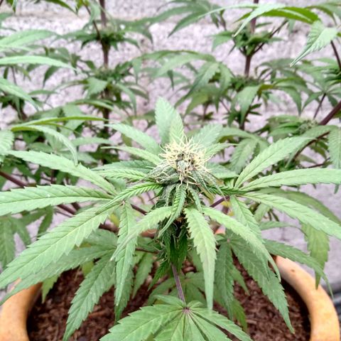 MK 1 growlog timeline photo