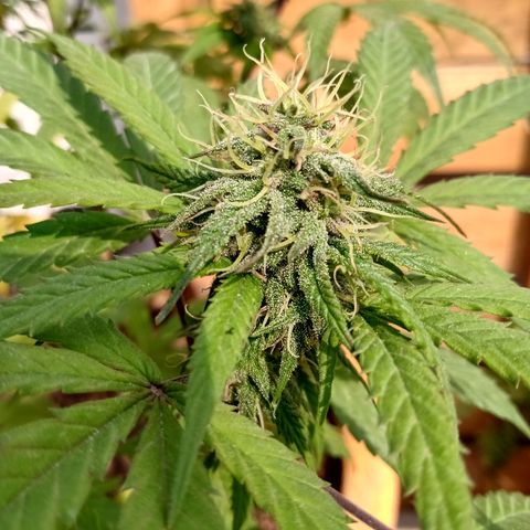 MK 1 growlog timeline photo