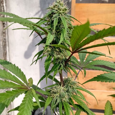 MK 1 growlog timeline photo