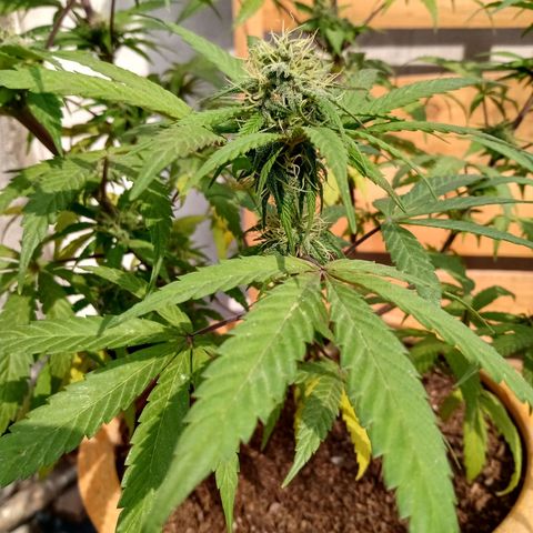 MK 1 growlog timeline photo