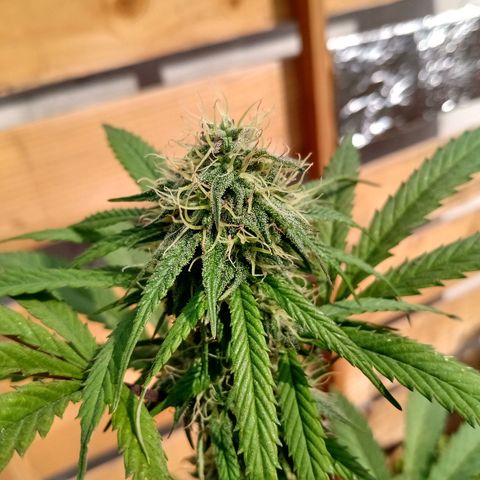 MK 1 growlog timeline photo