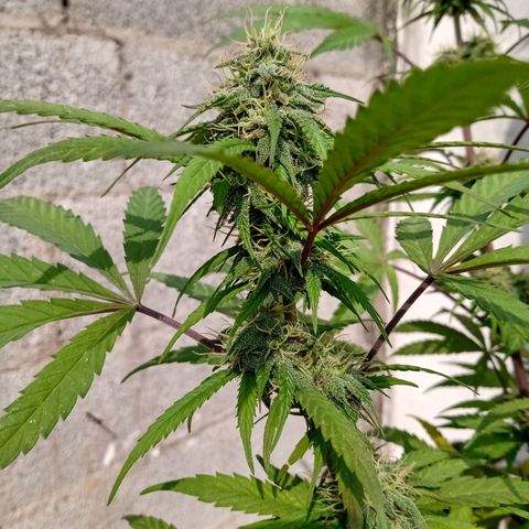 MK 1 growlog timeline photo