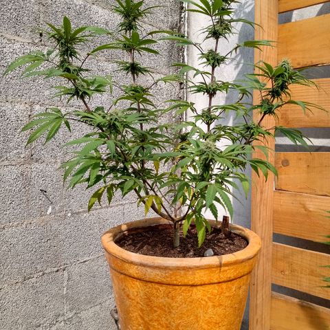 MK 1 growlog timeline photo