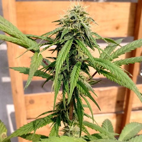 MK 1 growlog timeline photo