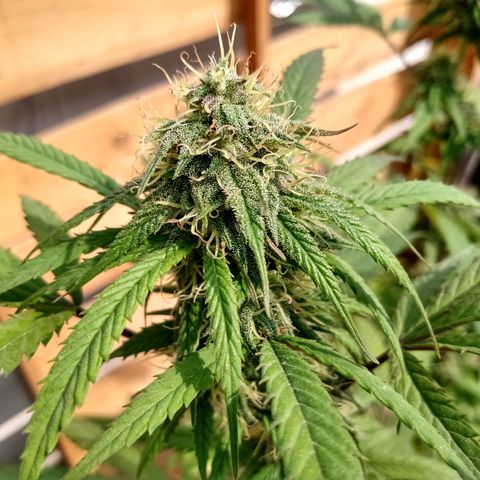 MK 1 growlog timeline photo