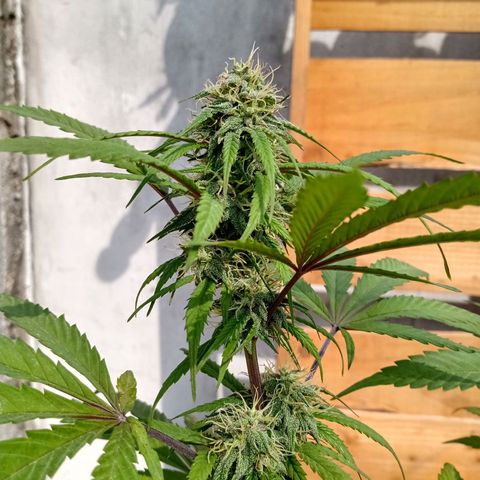 MK 1 growlog timeline photo