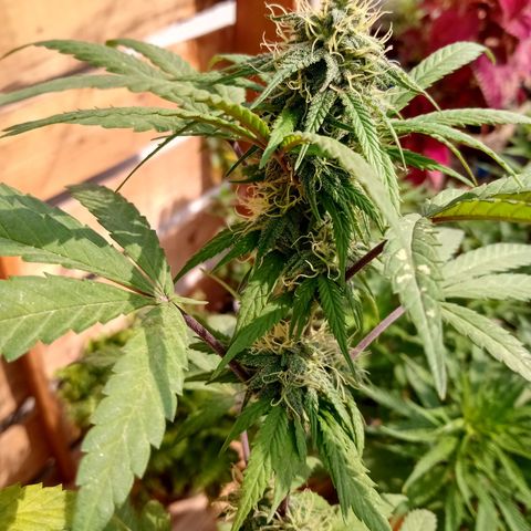 MK 1 growlog timeline photo