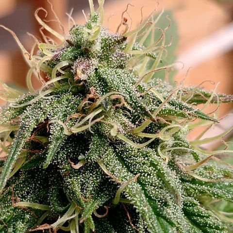 MK 1 growlog timeline photo