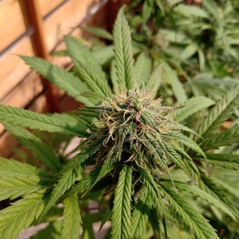 MK 1 growlog timeline photo