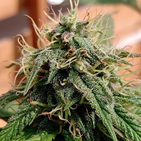 MK 1 growlog timeline photo