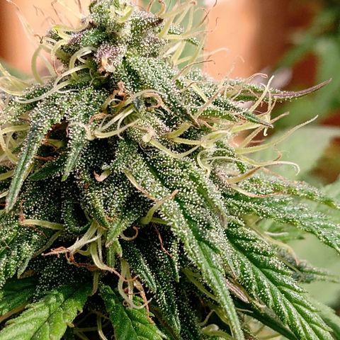 MK 1 growlog timeline photo