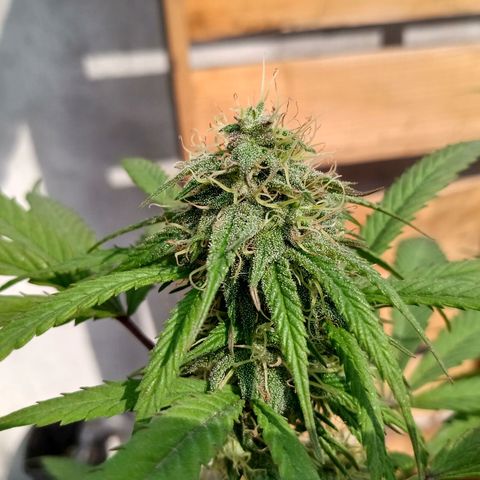 MK 1 growlog timeline photo