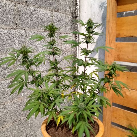 MK 1 growlog timeline photo