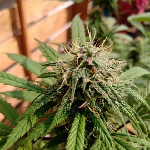 MK 1 growlog timeline photo