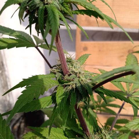 MK 1 growlog timeline photo