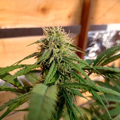 MK 1 growlog timeline photo