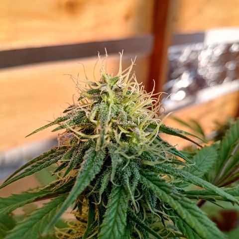 MK 1 growlog timeline photo