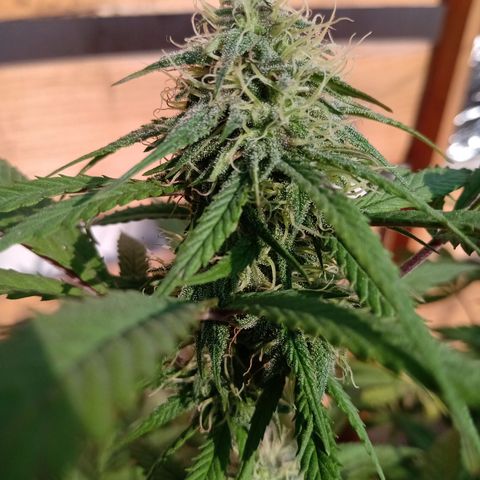 MK 1 growlog timeline photo