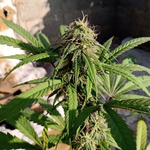 MK 1 growlog timeline photo