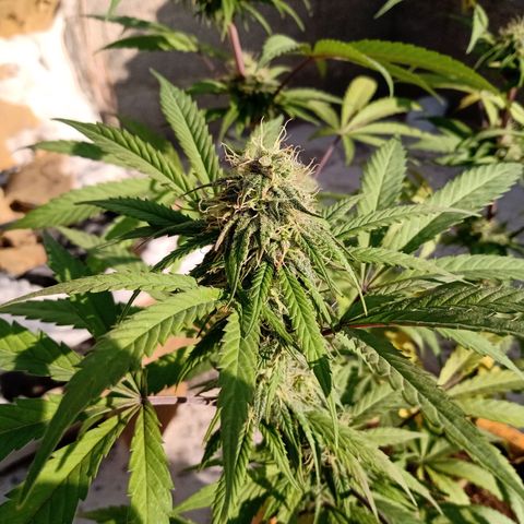 MK 1 growlog timeline photo