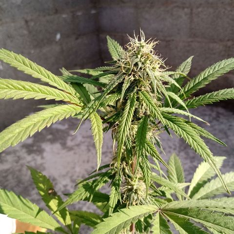 MK 1 growlog timeline photo