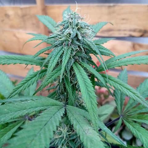 MK 1 growlog timeline photo