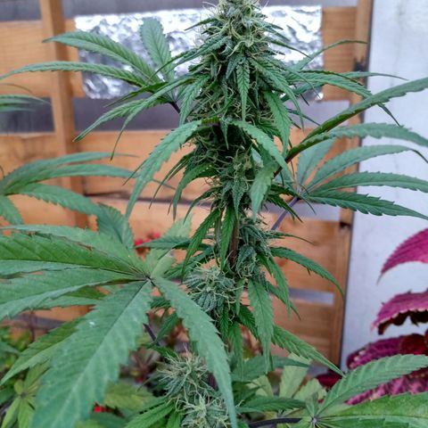 MK 1 growlog timeline photo