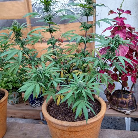 MK 1 growlog timeline photo