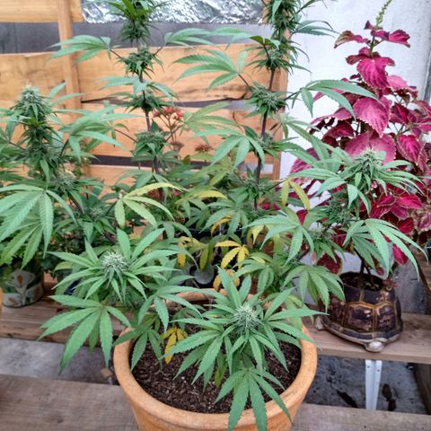 MK 1 growlog timeline photo