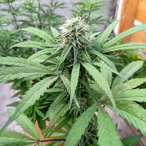 MK 1 growlog timeline photo
