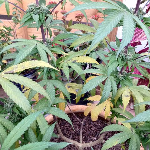 MK 1 growlog timeline photo