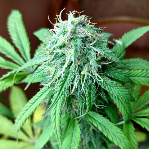MK 1 growlog timeline photo