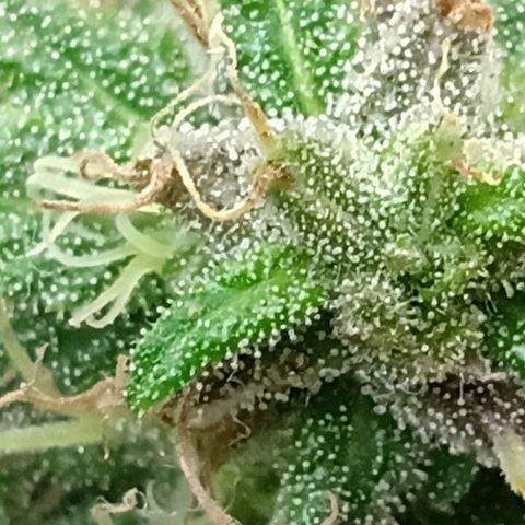 MK 1 growlog timeline photo